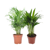 1x Areca palm Dypsis lutescens + 1x Mexican dwarf palm Chamaedorea elegans