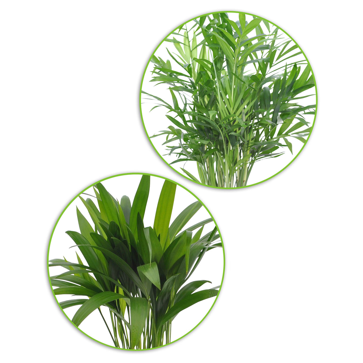 1x Areca palm Dypsis lutescens + 1x Mexican dwarf palm Chamaedorea elegans