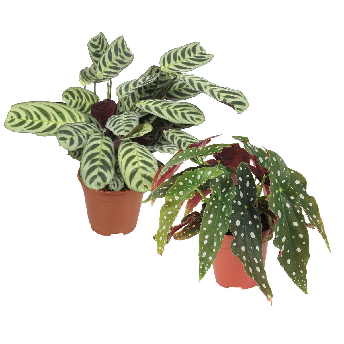 1x Begonia maculata + 1x Ctenanthe burle marxii
