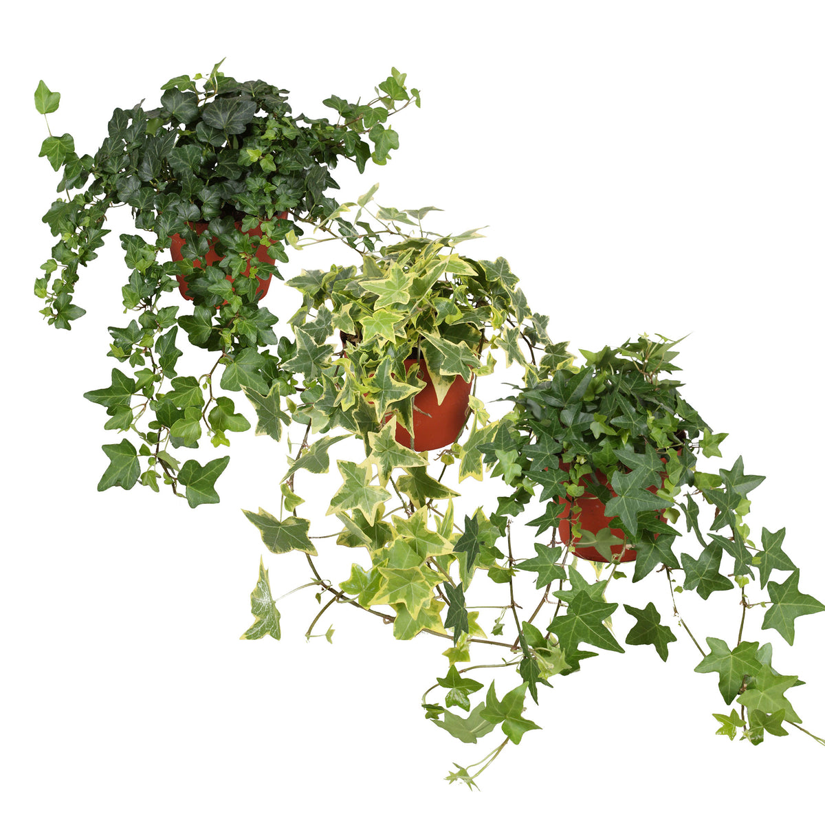 3x Ivy - Mix 'Lovely Hedera's'
