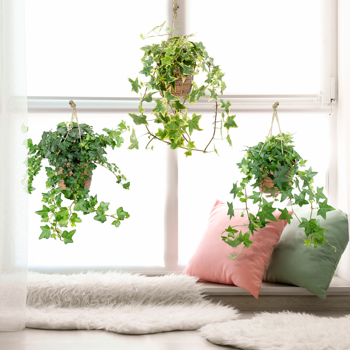 3x Ivy - Mix 'Lovely Hedera's'