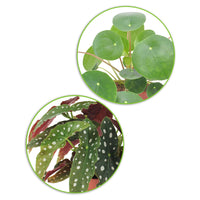 1x Begonia maculata + 1x Chinese money plant Pilea peperomioides