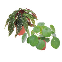 1x Begonia maculata + 1x Chinese money plant Pilea peperomioides