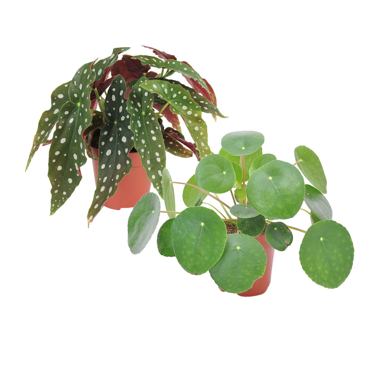 1x Begonia maculata + 1x Chinese money plant Pilea peperomioides