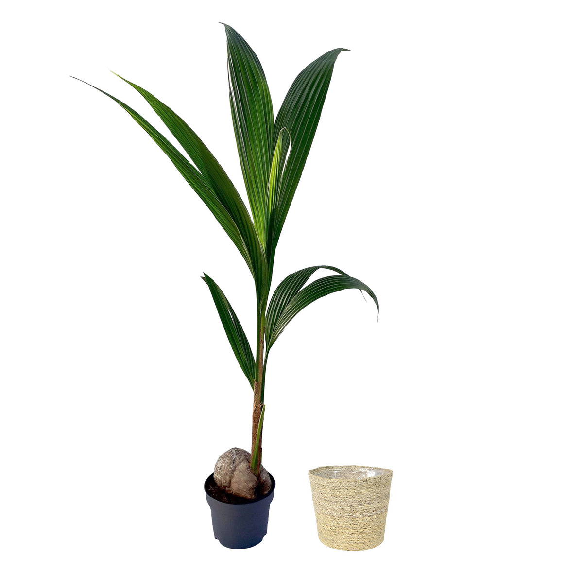 Coconut palm Cocos nucifera incl. natural-coloured wicker basket