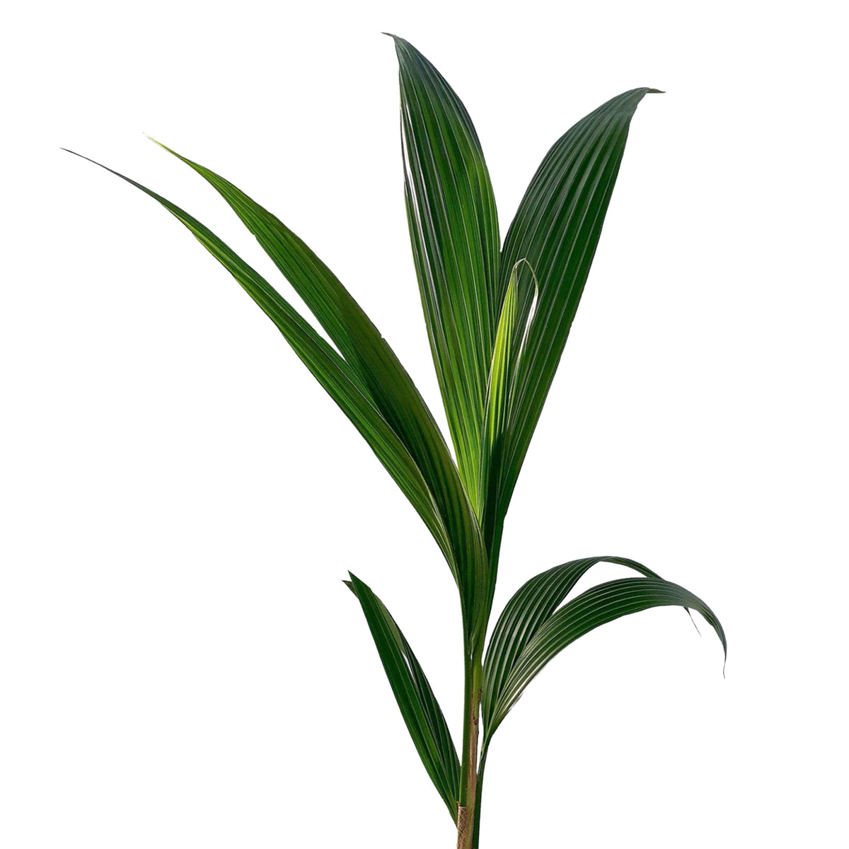 Coconut palm Cocos nucifera incl. natural-coloured wicker basket