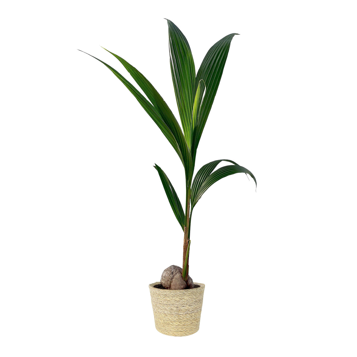 Coconut palm Cocos nucifera incl. natural-coloured wicker basket