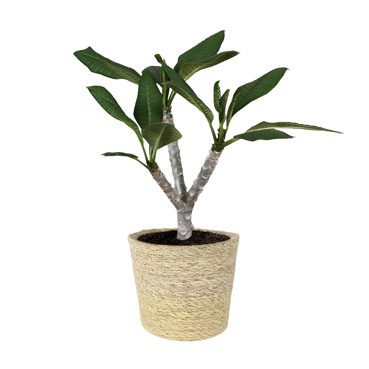 Temple Tree Frangipani Plumeria 'Hawaiian' Pink incl. natural-coloured wicker basket