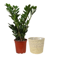 ZZ Plant Zamioculcas zamiifolia incl. natural-coloured wicker basket