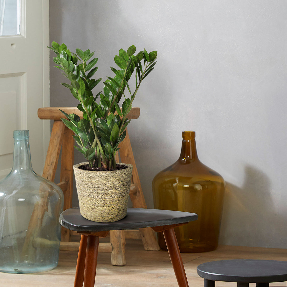 ZZ Plant Zamioculcas zamiifolia incl. natural-coloured wicker basket