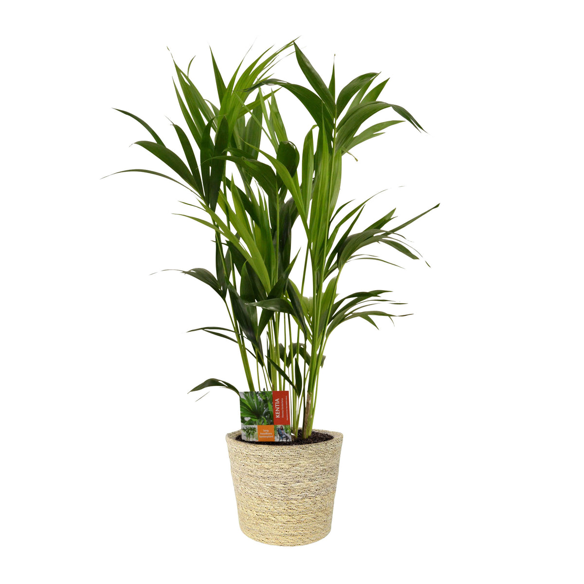 Indoor palm Howea forsteriana XL with natural-coloured wicker basket