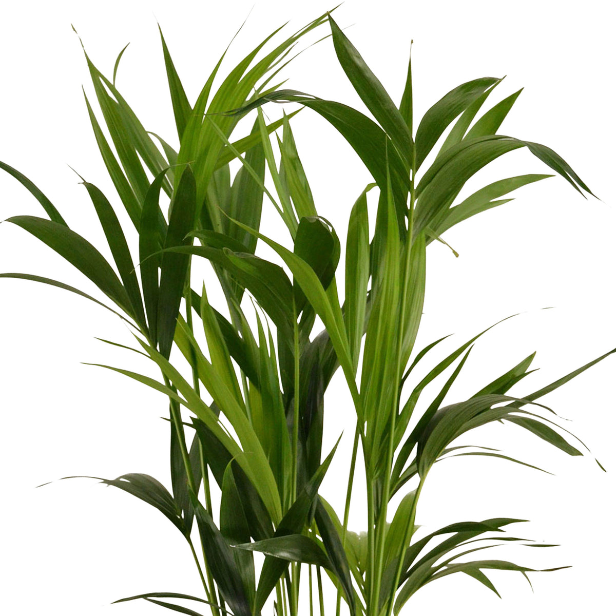 Indoor palm Howea forsteriana XL with natural-coloured wicker basket