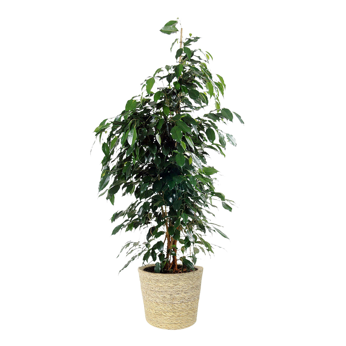 Weeping fig Ficus benjamina 'Danielle' with natural-coloured wicker basket