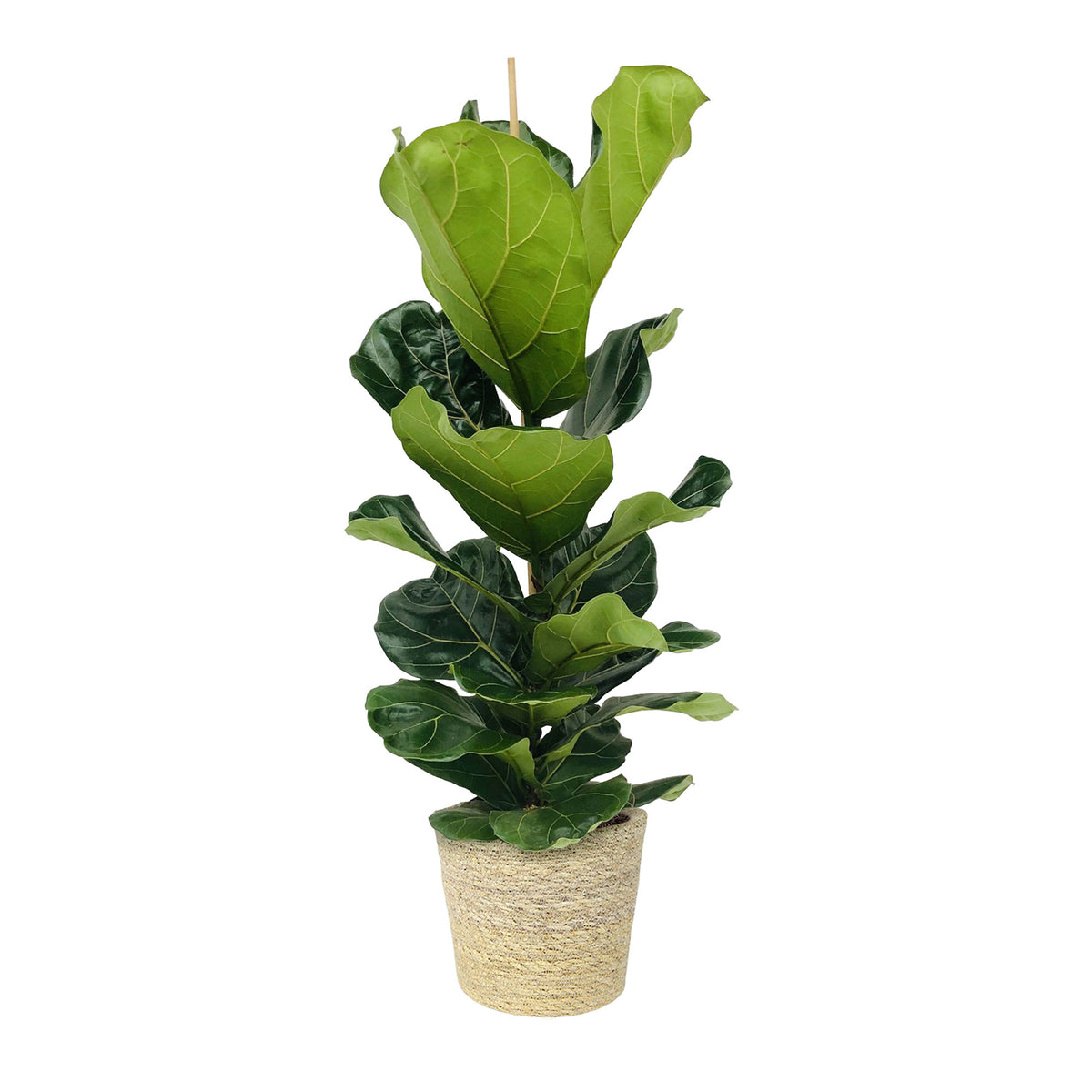 Fiddle-leaf fig plant Ficus lyrata with natural-coloured wicker basket