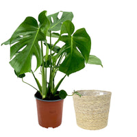 Swiss cheese plant Monstera deliciosa with natural-coloured wicker basket