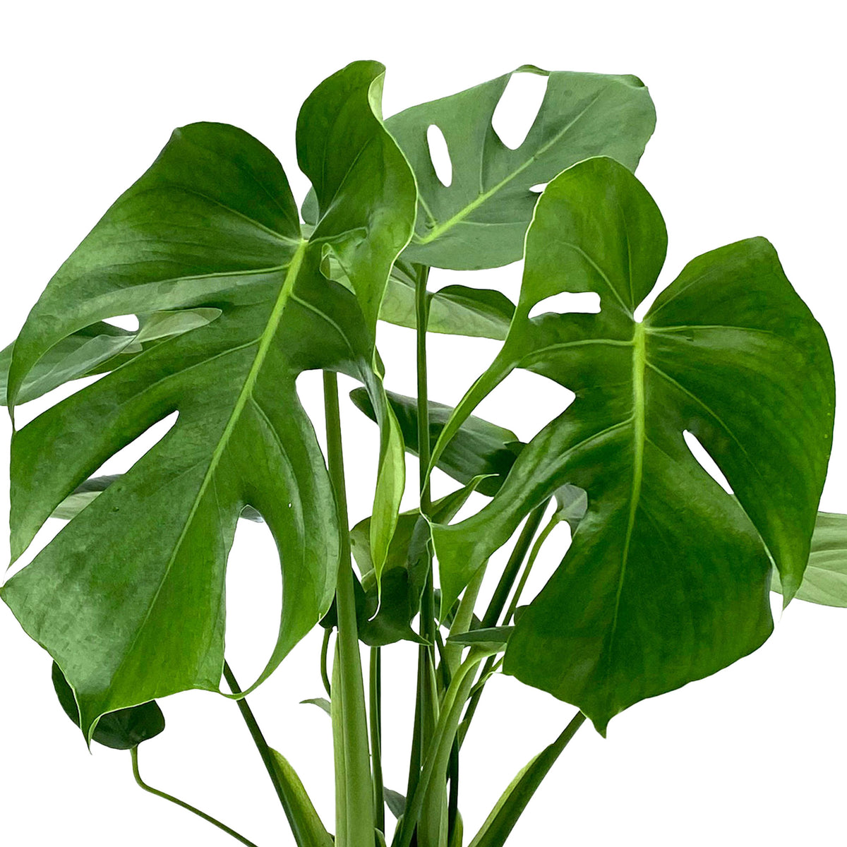 Swiss cheese plant Monstera deliciosa with natural-coloured wicker basket