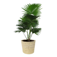 Fan palm Livistona rotundifolia with natural-coloured wicker basket