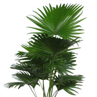 Fan palm Livistona rotundifolia with natural-coloured wicker basket