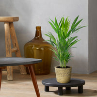 Areca palm Dypsis lutescens with natural-coloured wicker basket