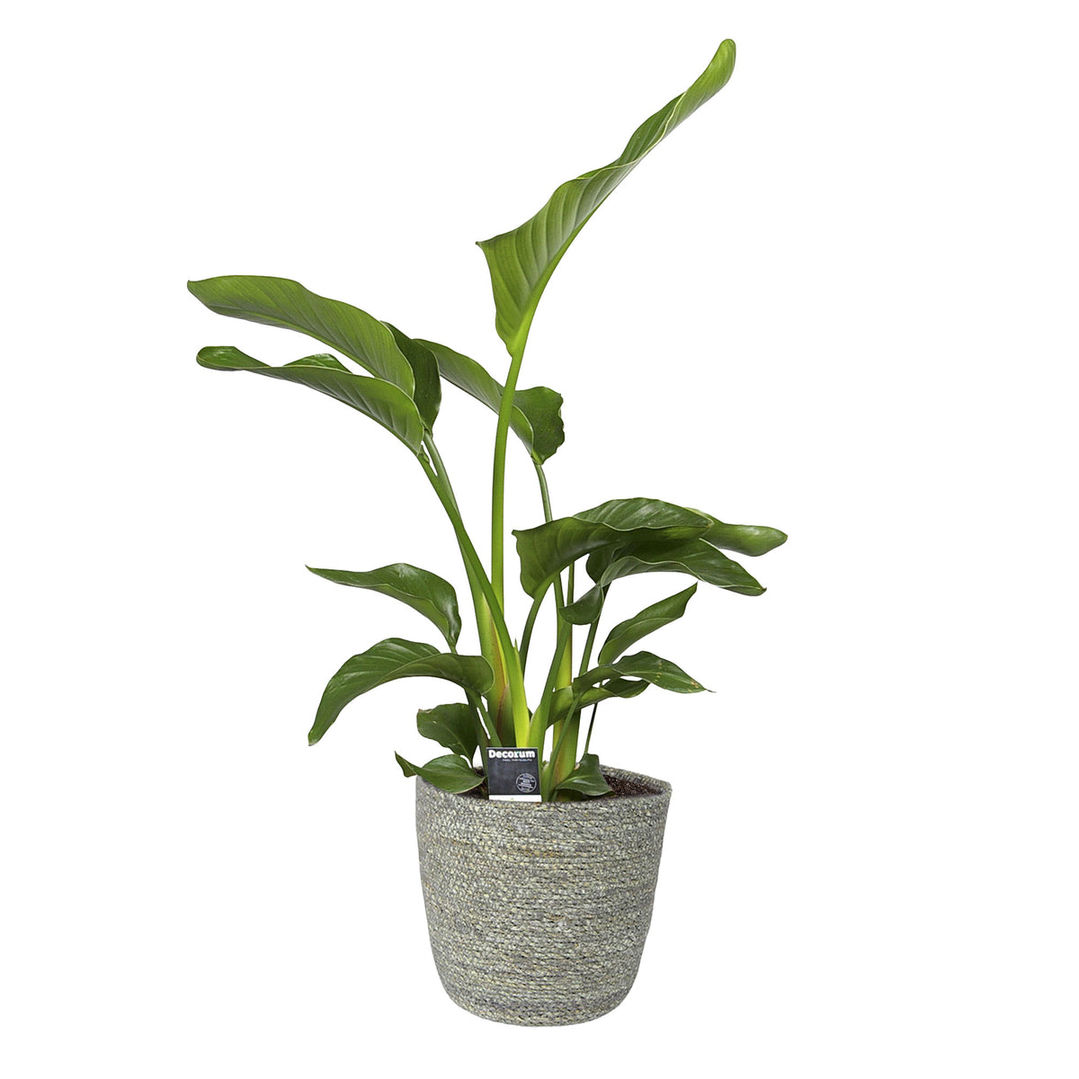 Fan palm Strelitzia XL 'Nicolai' with grey wicker basket