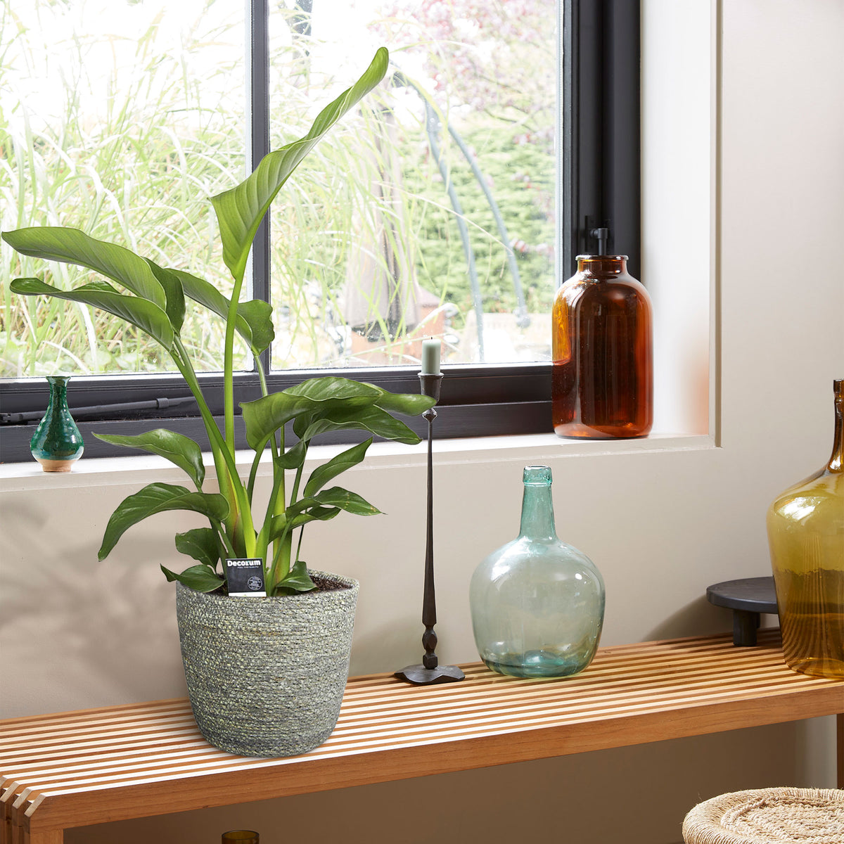 Fan palm Strelitzia XL 'Nicolai' with grey wicker basket