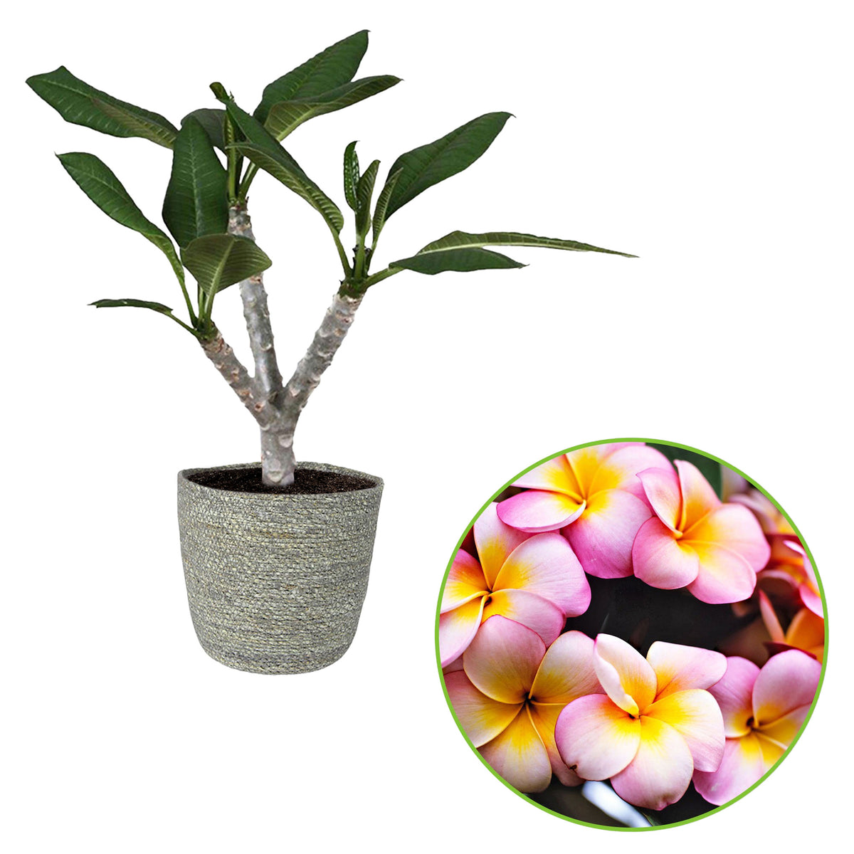 Temple Tree Frangipani Plumeria 'Hawaiian' Pink incl. grey wicker basket
