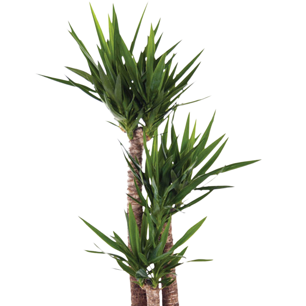 Yucca Yucca elephantipes with grey wicker basket