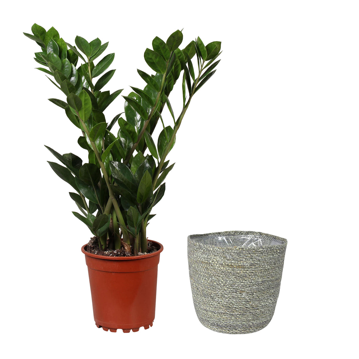 ZZ Plant Zamioculcas zamiifolia incl. grey wicker basket