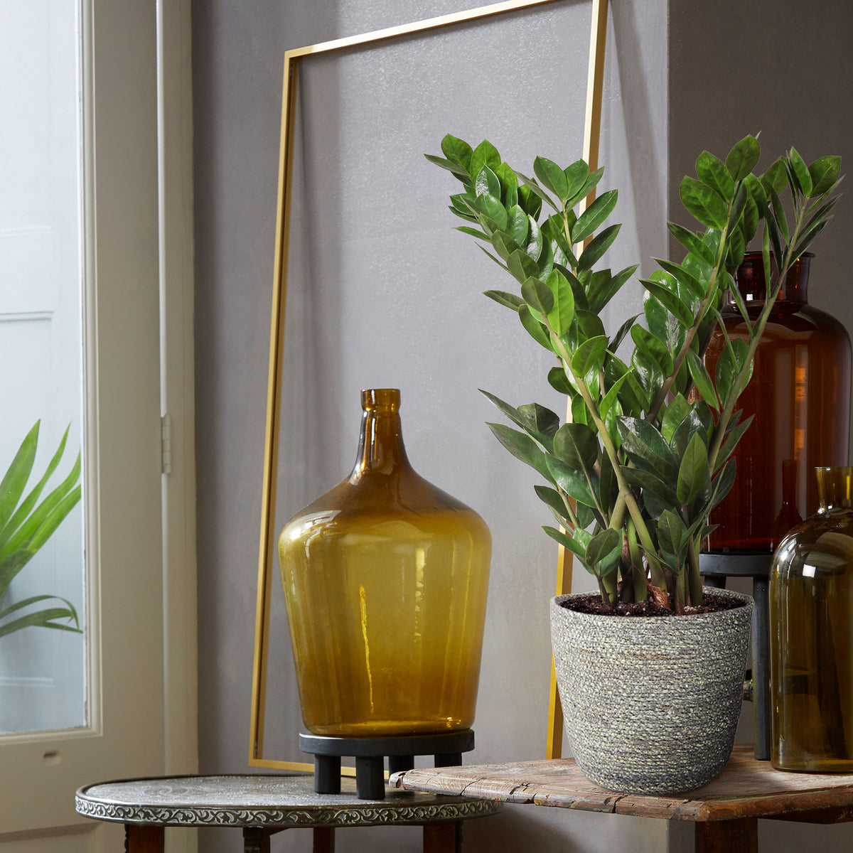 ZZ Plant Zamioculcas zamiifolia incl. grey wicker basket