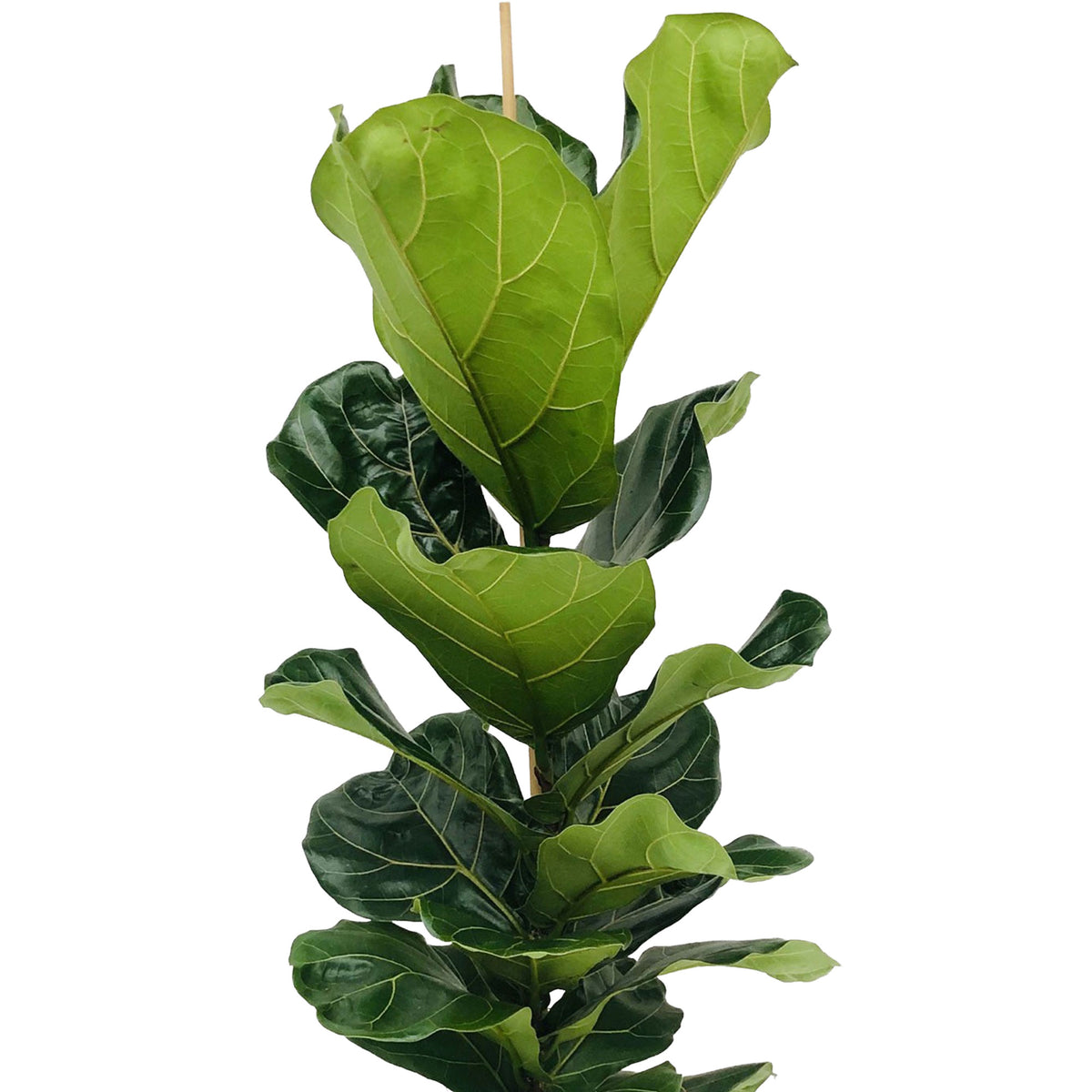 Fiddle-leaf fig plant Ficus lyrata with grey wicker basket