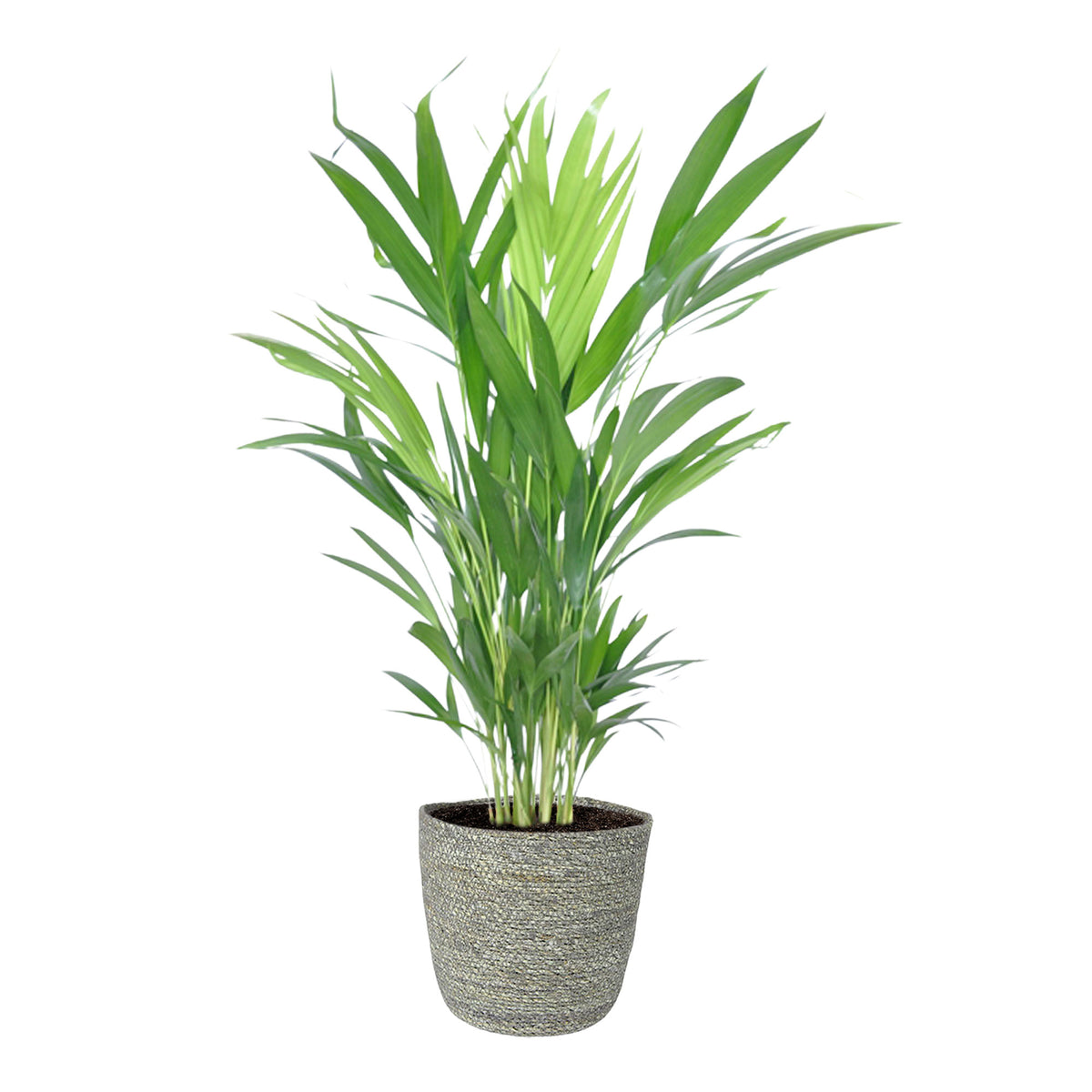 Arcea palm Dypsis Lutescens