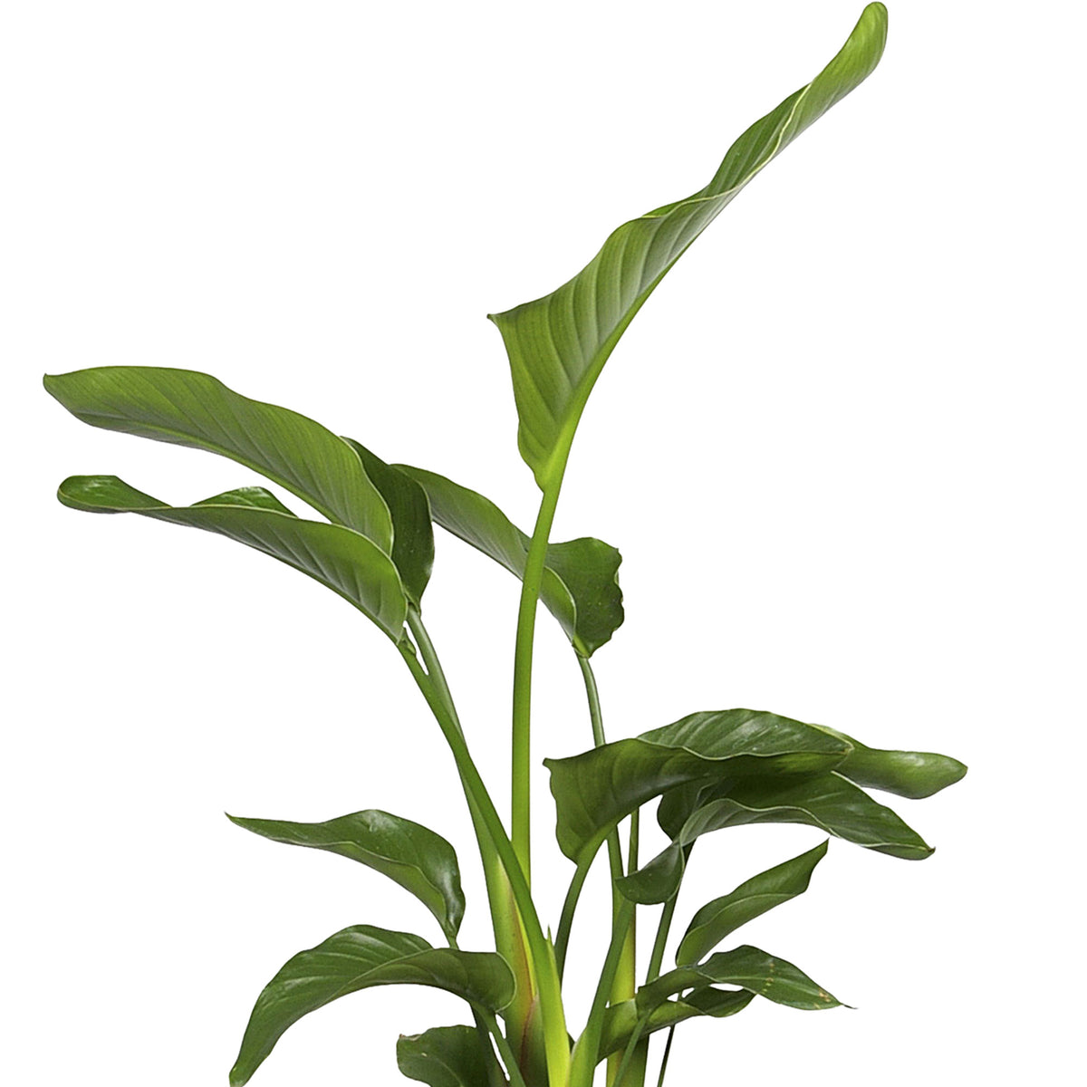 Bird of paradise plant Strelitzia nicolai incl. decorative pot anthracite
