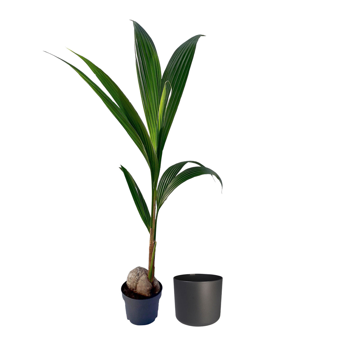 Coconut palm Cocos nucifera incl. decorative pot