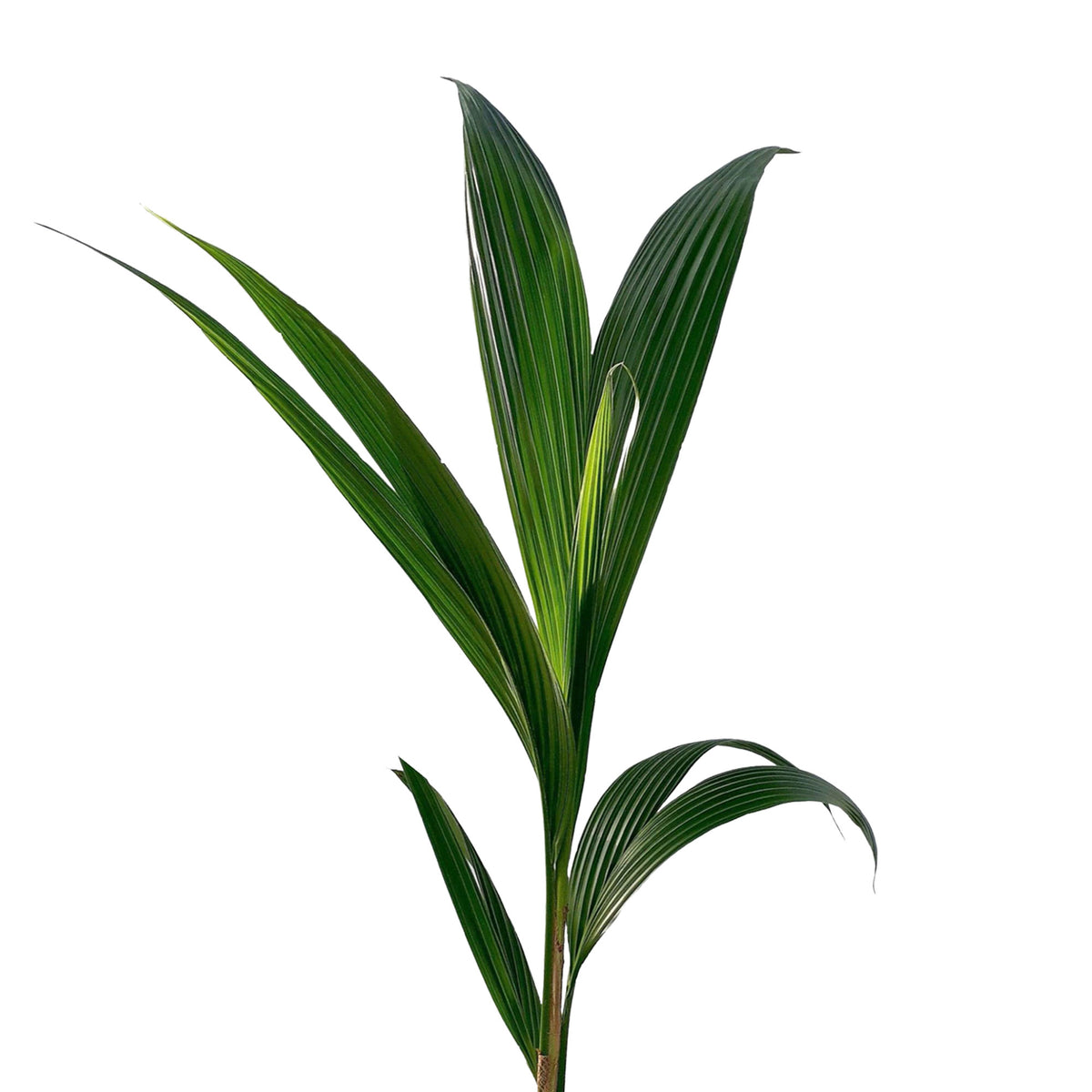 Coconut palm Cocos nucifera incl. decorative pot
