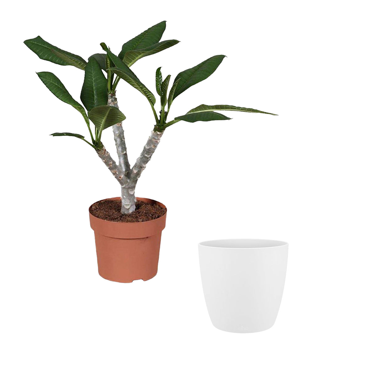 Temple Tree Frangipani Plumeria 'Hawaiian' Pink incl. decorative pot