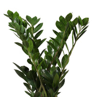 Frangipani Zamioculcas zamiifolia with decorative white pot