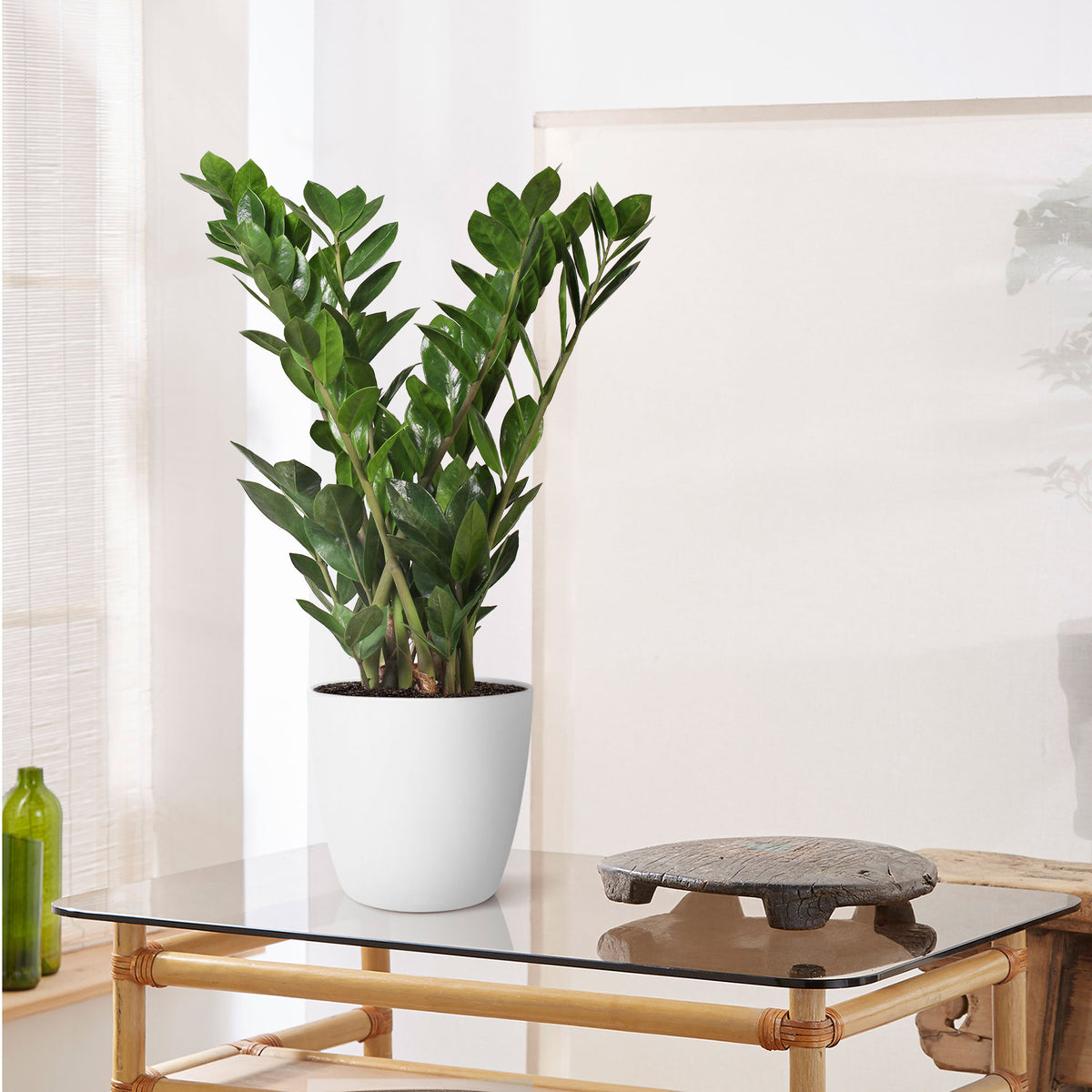 Frangipani Zamioculcas zamiifolia with decorative white pot