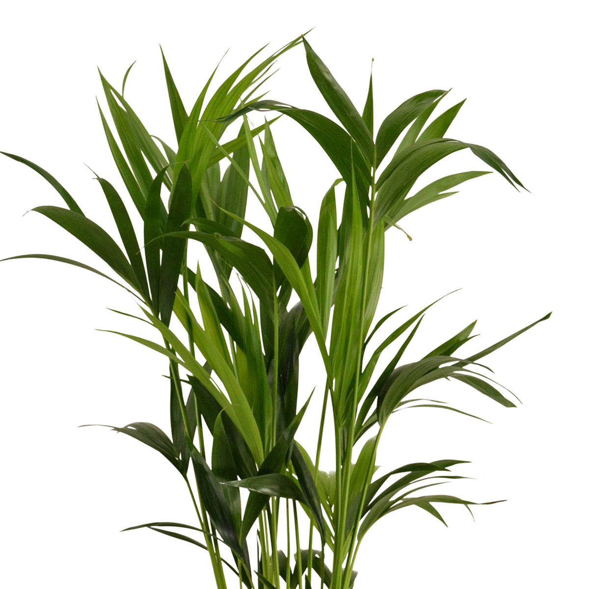Indoor palm Howea forsteriana XL with decorative gold pot
