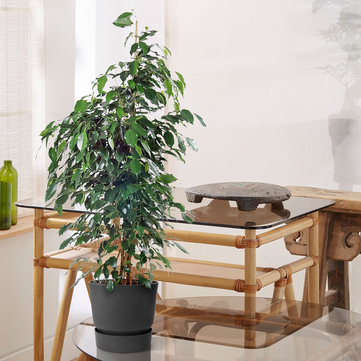 Weeping fig Ficus benjamina 'Danielle' with decorative black pot