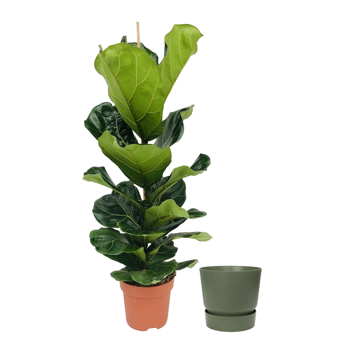 Fiddle-leaf fig plant Ficus lyrata with decorative green pot