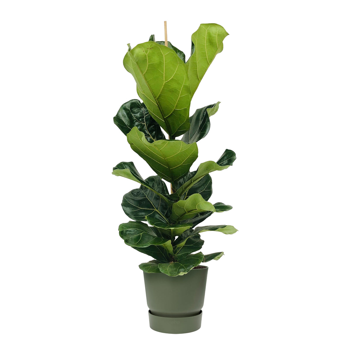 Fiddle-leaf fig plant Ficus lyrata with decorative green pot