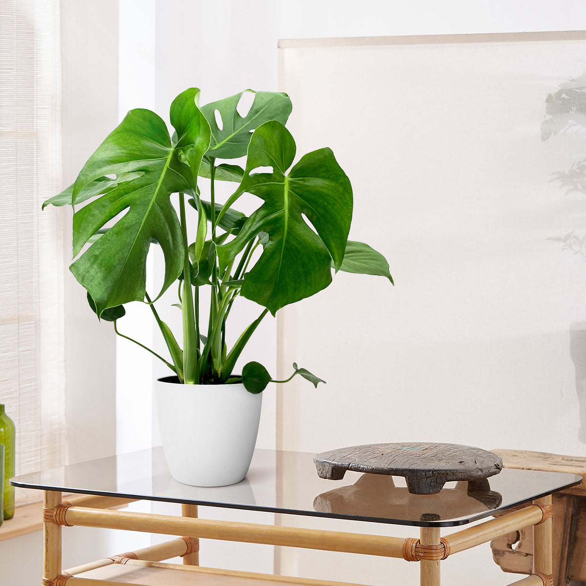 Swiss cheese plant Monstera deliciosa with decorative white pot