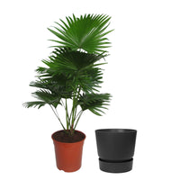 Kentia palm Livistona rotundifolia with decorative black pot