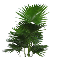 Kentia palm Livistona rotundifolia with decorative black pot