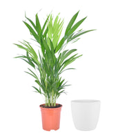 Areca palm Dypsis lutescens with decorative white pot