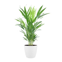 Areca palm Dypsis lutescens with decorative white pot