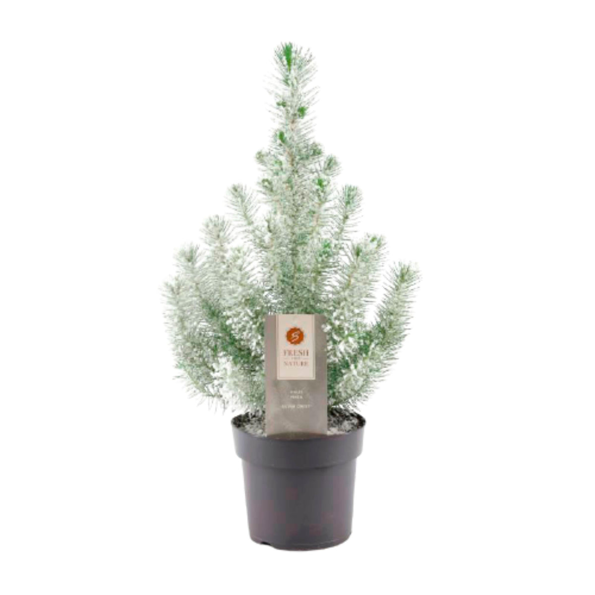 Conifers Pinus pinea Stone Pine Tree with snow - Mini Christmas tree
