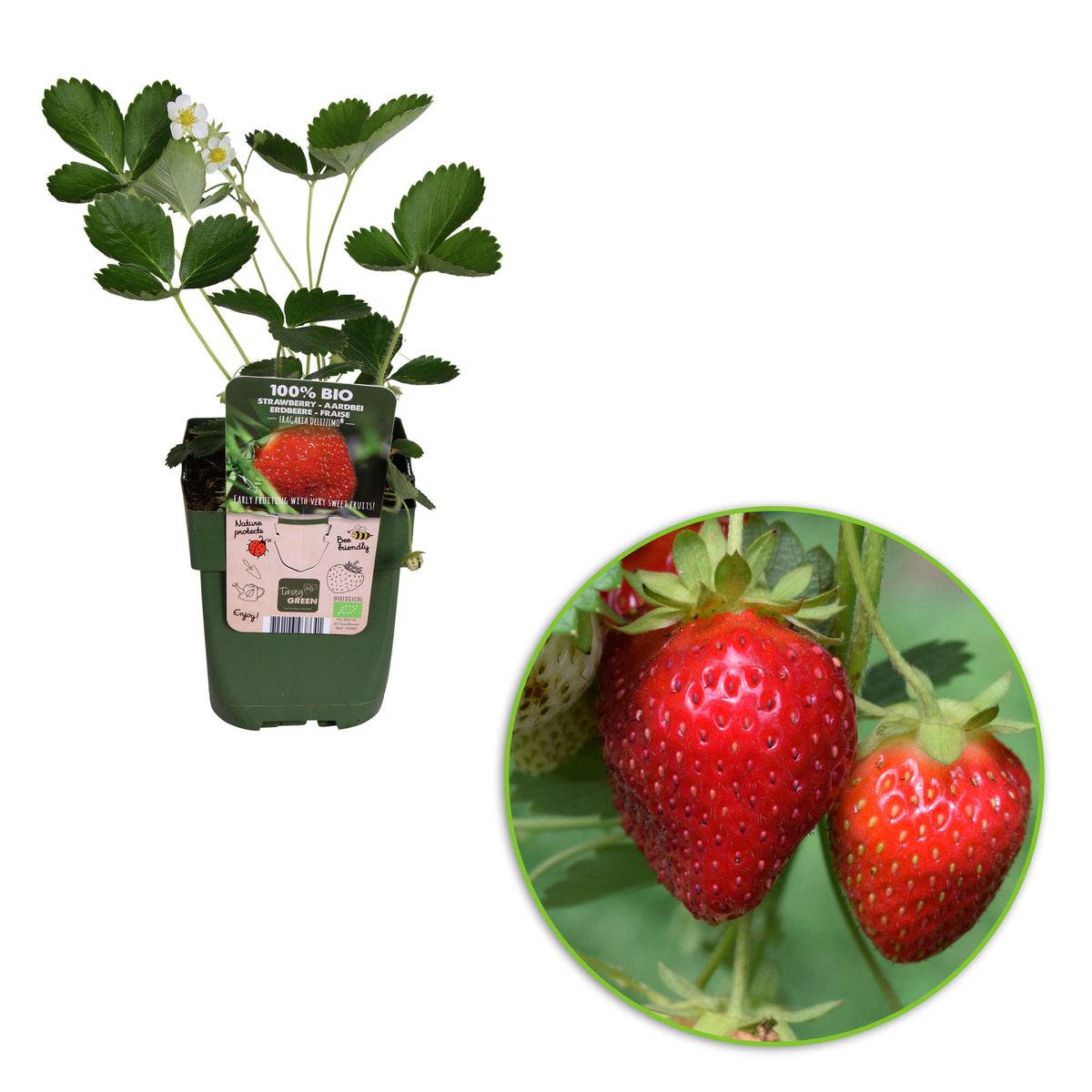 Strawberry Fragaria 'Delizzimo' - Organic in a pot