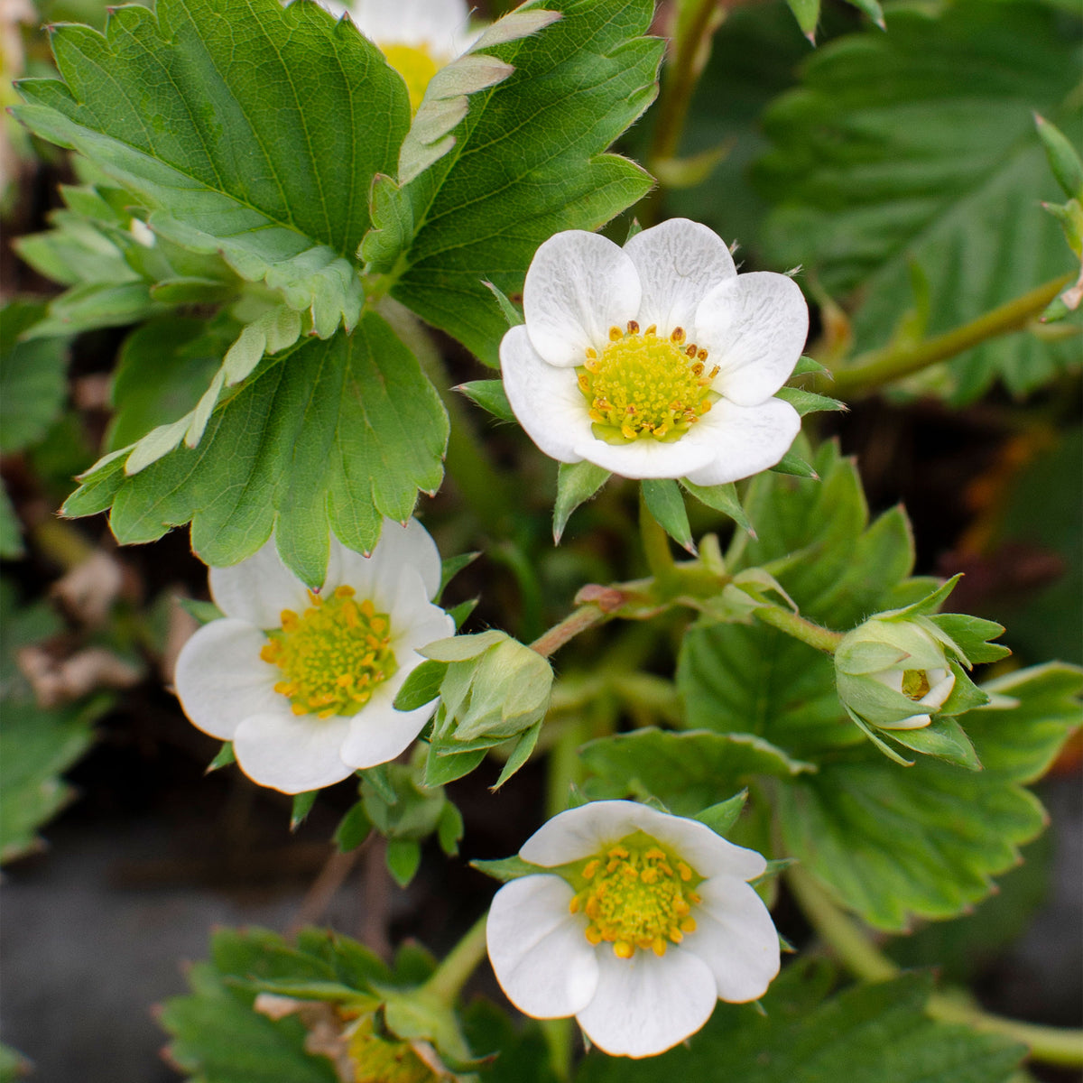 Strawberry Fragaria 'Delizzimo' - Organic in a pot