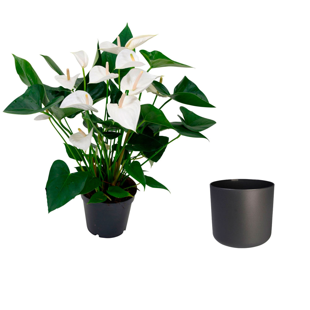 Flamingo plant Anthurium andreanum White incl. decorative pot